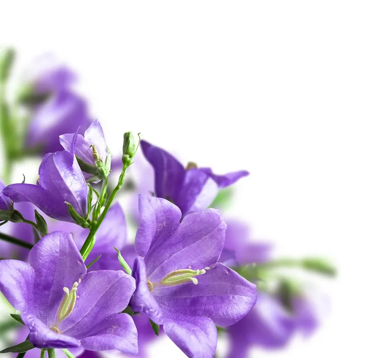 Flowers 230