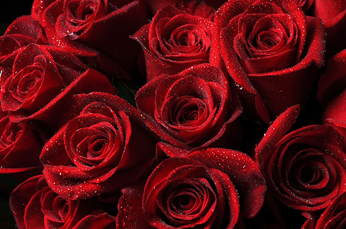 Flowers 334