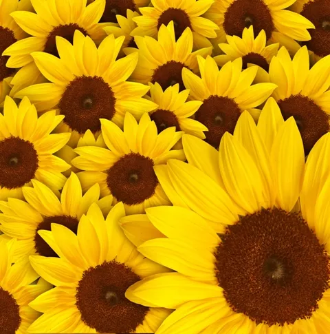 Flowers 193