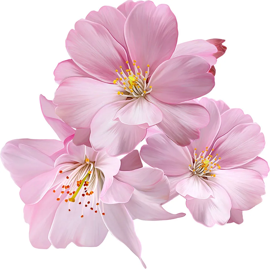 Flowers 588