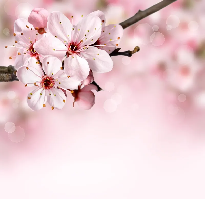 Flowers 144