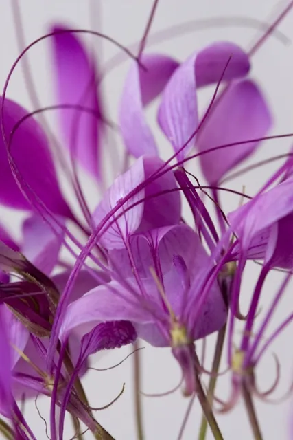 Flowers 245