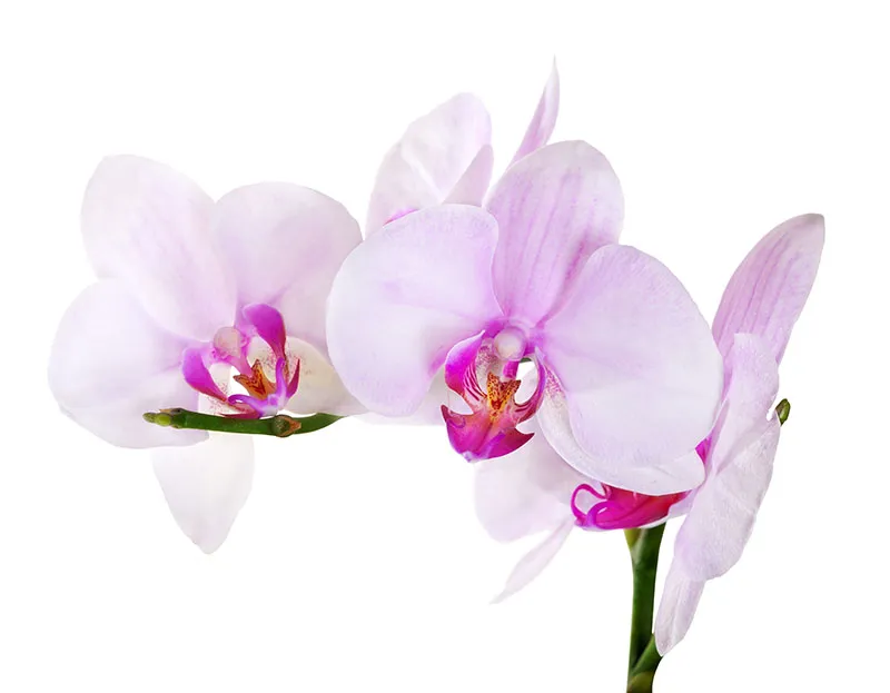 Flowers 410
