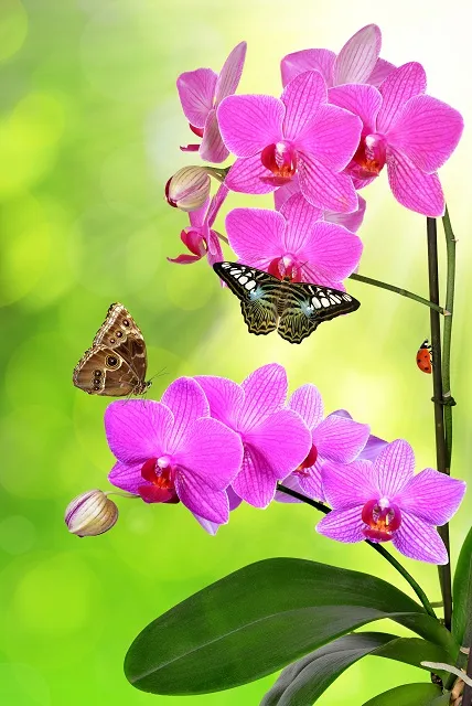 Flowers 057