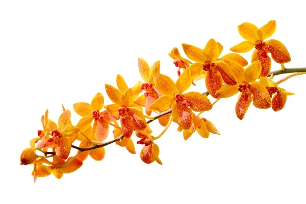 Flowers 027