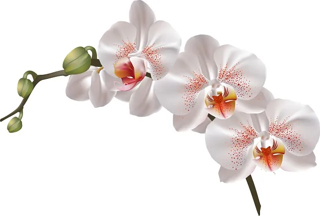 Flowers 031