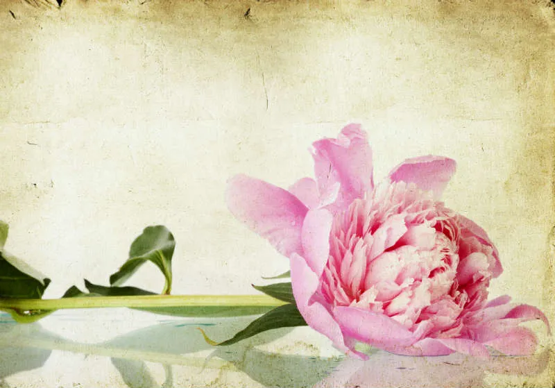 Flowers 204