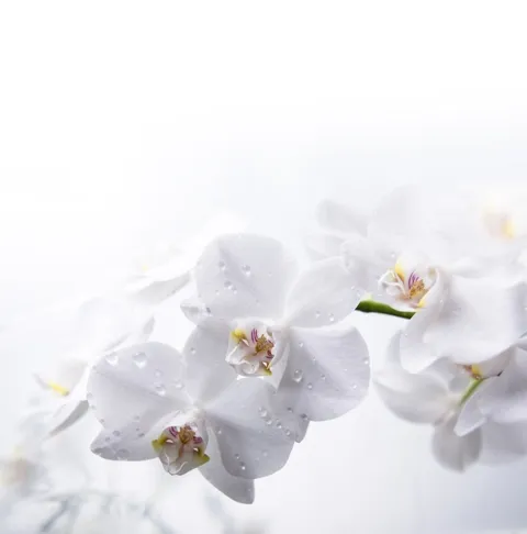 Flowers 036