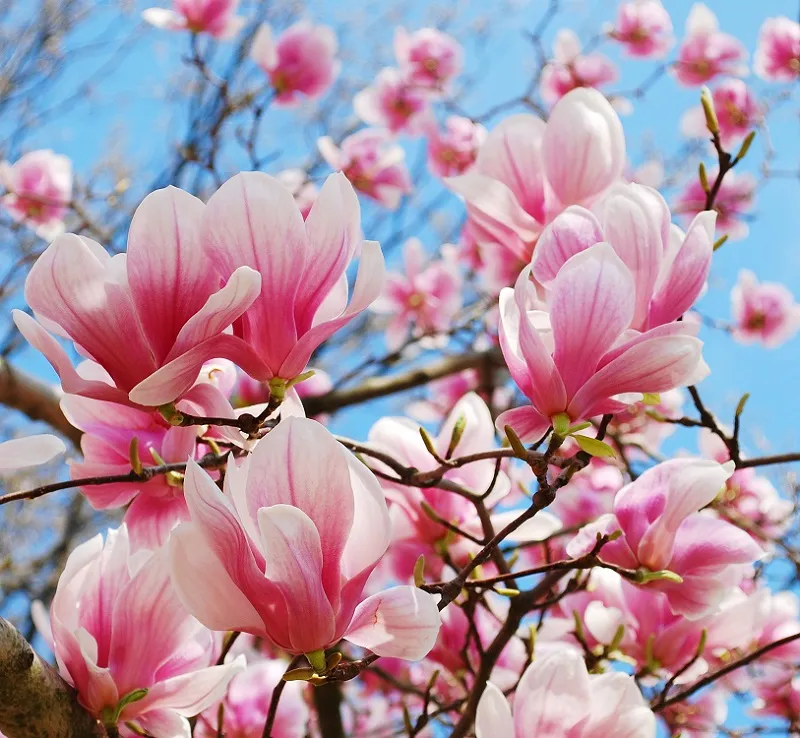 Flowers 015