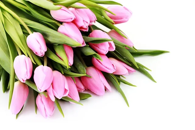 Flowers 014
