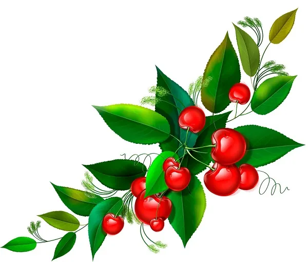 Food 075