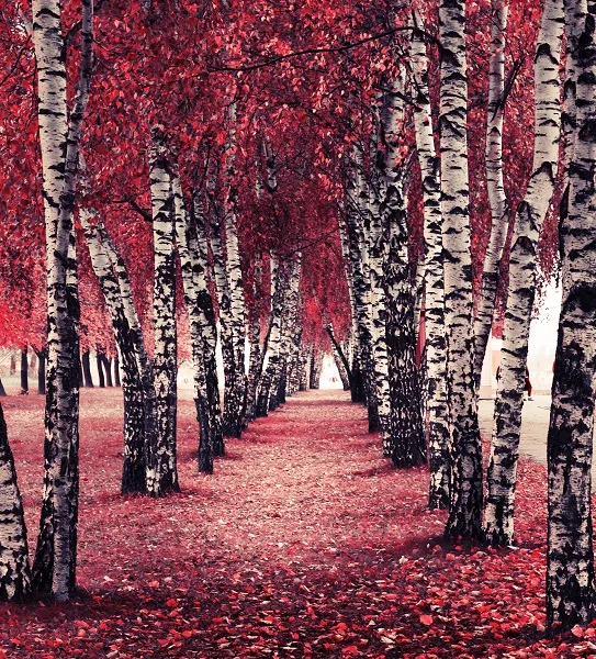 Landscape 060