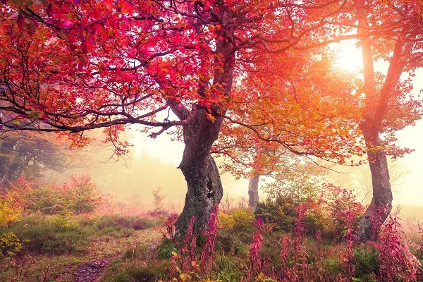 Landscape 075