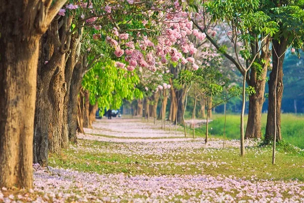 Landscape 042