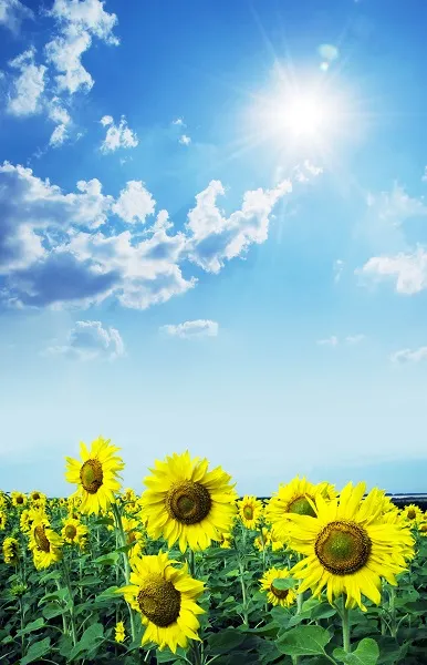 Landscape 067