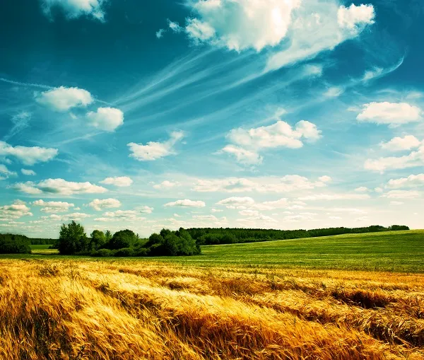 Landscape 035