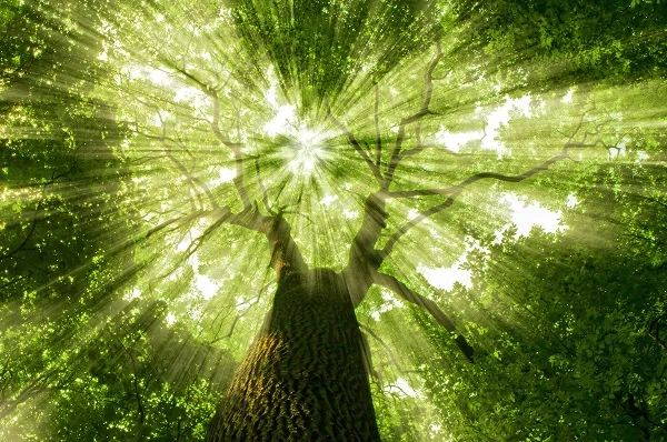 Nature 014