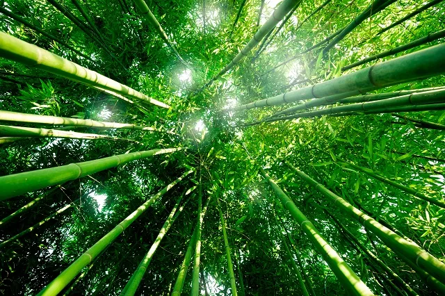 Nature 064