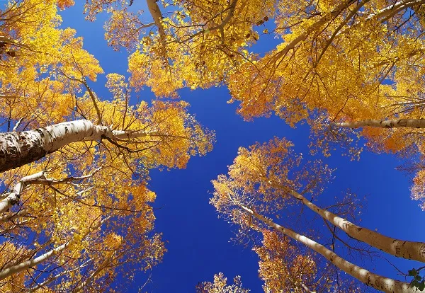 Nature 065