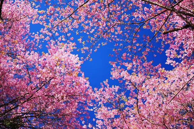 Nature 126