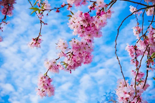 Nature 119