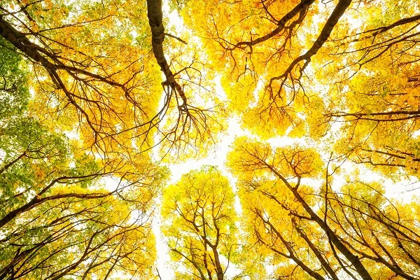 Nature 069