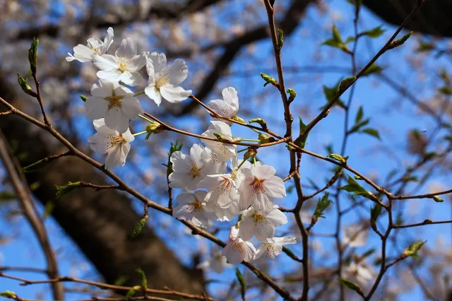 Nature 092