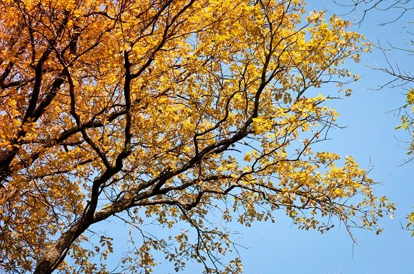 Nature 070