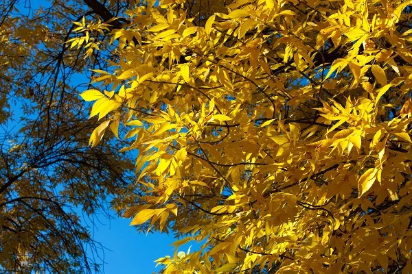 Nature 071