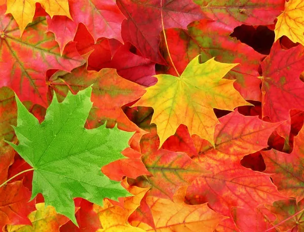 Nature 075