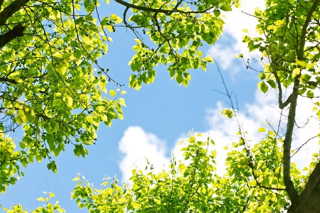 Nature 058