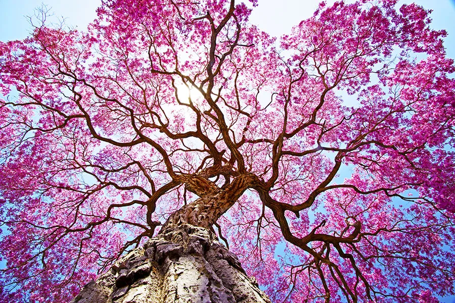 Nature 176