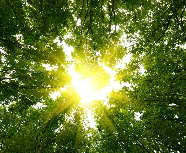 Nature 043