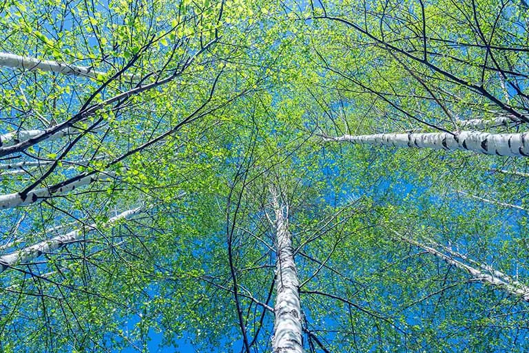 Nature 199