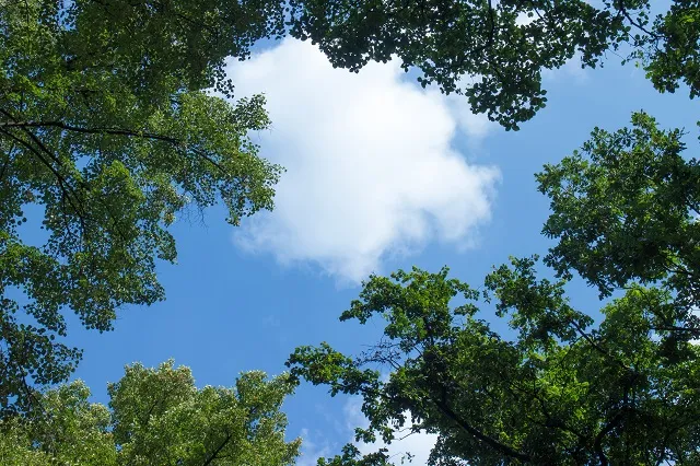 Nature 061