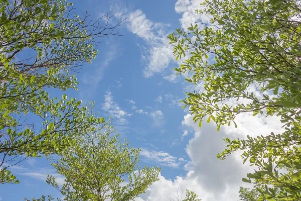 Nature 052