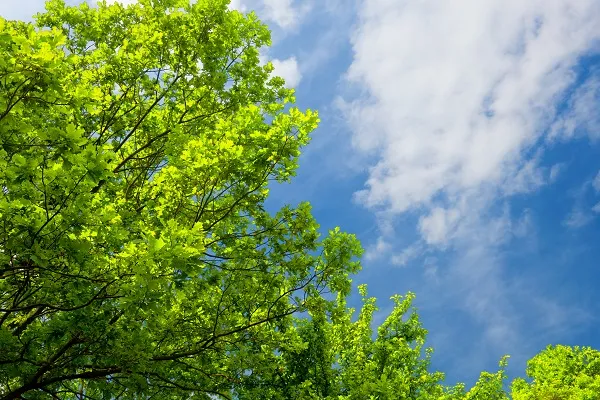 Nature 041