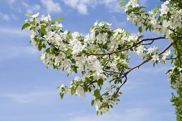Nature 002