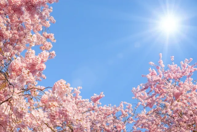 Nature 082
