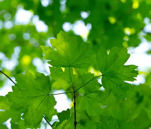 Nature 025