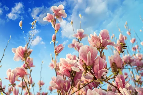 Nature 019