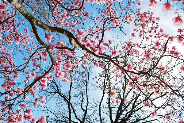 Nature 088