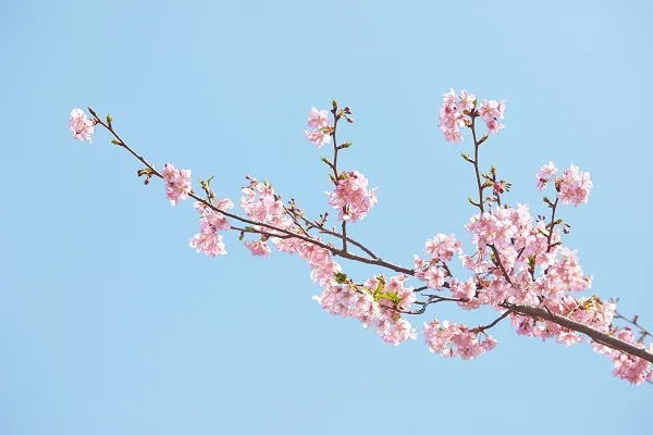 Nature 007