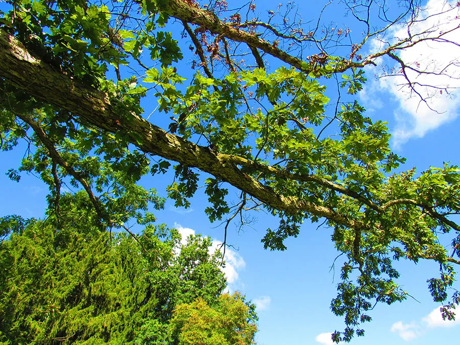 Nature 180