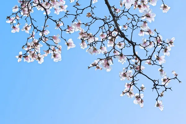 Nature 004