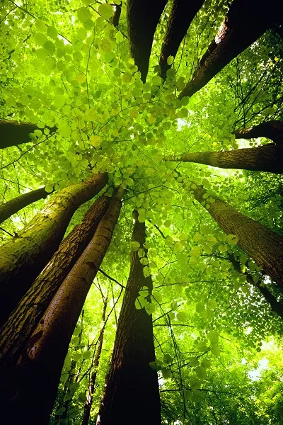 Nature 050