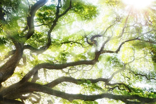 Nature 035