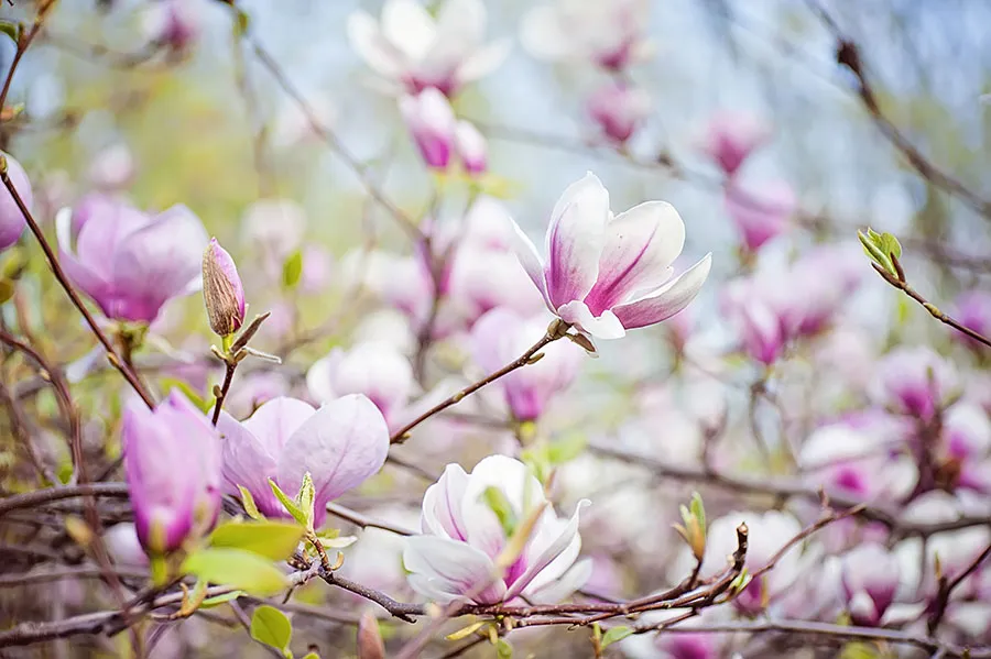 Nature 178
