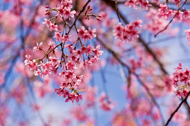 Nature 093