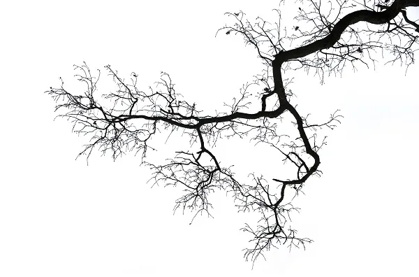 Nature 105